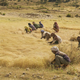 Teff in Ethiopia
